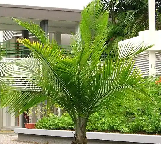 Champagne Palm Plant